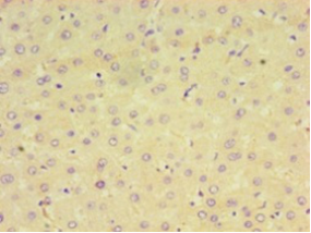 CPVL Polyclonal Antibody