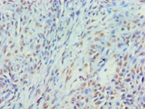 MYEF2 Polyclonal Antibody