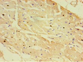 NXF3 Polyclonal Antibody