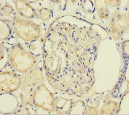 GNB5 Polyclonal Antibody