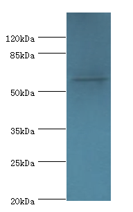 MON1A Polyclonal Antibody