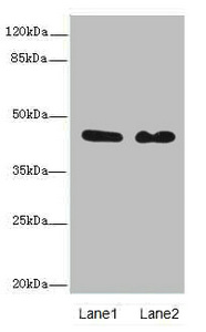 NCK2 Polyclonal Antibody