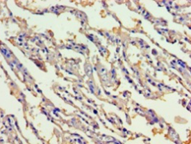 GIF Polyclonal Antibody