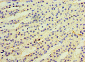KYAT3 Polyclonal Antibody