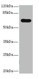 PTPN5 Polyclonal Antibody (100 µl)