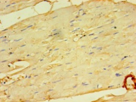 MFAP5 Polyclonal Antibody