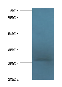IZUMO4 Polyclonal Antibody