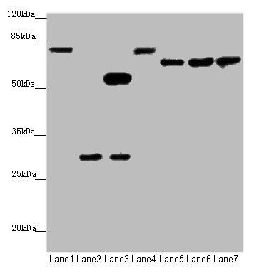 APP Polyclonal Antibody