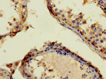 Immunohistochemistry of paraffin-embedded human testis tissue at dilution of 1:100