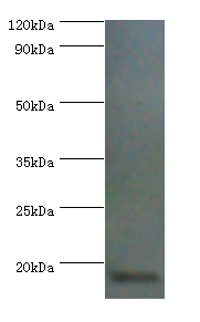 Aif1 Polyclonal Antibody