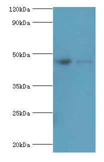 Fcmr Polyclonal Antibody