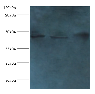 Serpinb2 Polyclonal Antibody