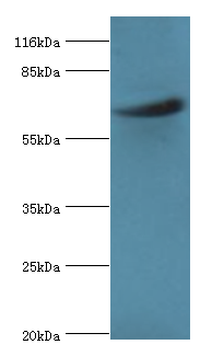 ASH2L Polyclonal Antibody