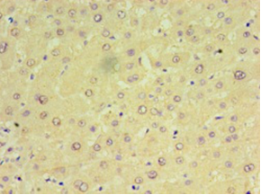 CHCHD4 Polyclonal Antibody