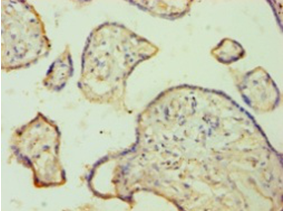 FGA Polyclonal Antibody