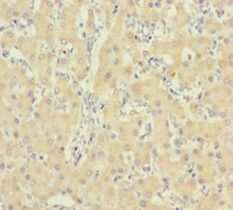 IDO2 Polyclonal Antibody