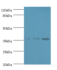 ANXA5 Polyclonal Antibody