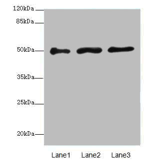 Map2k4 Polyclonal Antibody