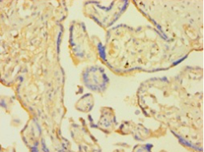SNCA Polyclonal Antibody