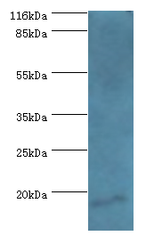 HN1 Polyclonal Antibody