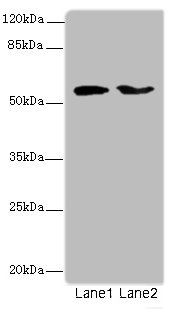 LAG3 Polyclonal Antibody