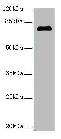 PMEL Polyclonal Antibody