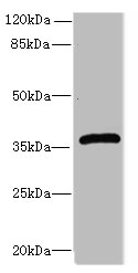 Efnb3 Polyclonal Antibody