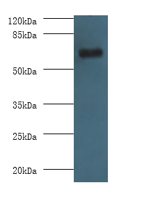 Histone Acetyltransferase KAT7 Polyclonal Antibody