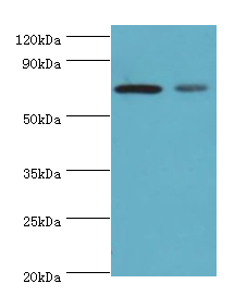 XRCC6 Polyclonal Antibody
