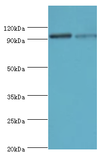 HIF1A Polyclonal Antibody
