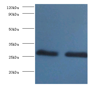 YWHAB Polyclonal Antibody
