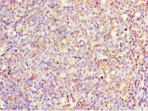 IL1F10 Polyclonal Antibody