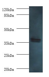 Western blot<br />All lanes: AASDHPPT Polyclonal Antibody at 2ug/ml+HepG2 whole cell lysate<br />Secondary<br />Goat polyclonal to rabbit at 1/10000 dilution<br />Predicted band size: 36kDa <br />Observed band size: 36kDa <br />