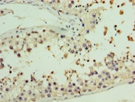 Immunohistochemistry of paraffin-embedded human testis using AASDHPPT Polyclonal Antibody at dilution 1:100