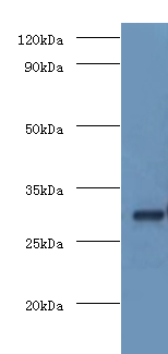 COPS7A Polyclonal Antibody (100 µl)