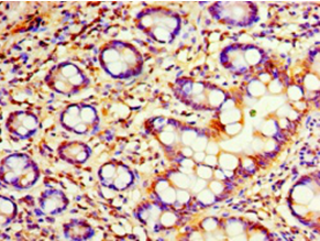 C4orf3 Polyclonal Antibody