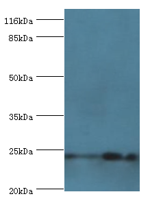 NOL3 Polyclonal Antibody