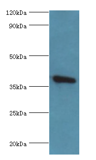 ANXA2 Polyclonal Antibody