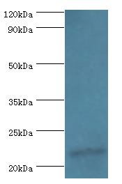 IFNA4 Polyclonal Antibody