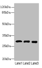 CELA3A Polyclonal Antibody