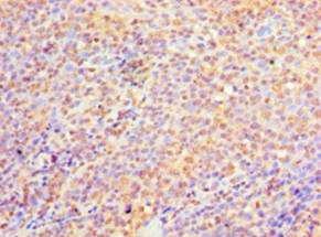 C9orf163 Polyclonal Antibody