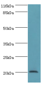 def Polyclonal Antibody