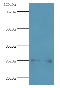 MOB1A Polyclonal Antibody