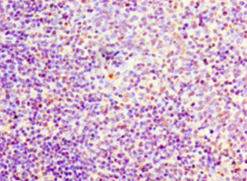 FLT3LG Polyclonal Antibody