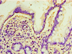 ARL4D Polyclonal Antibody