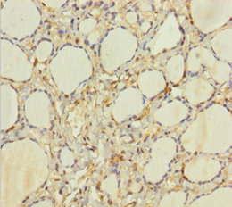 HEBP2 Polyclonal Antibody