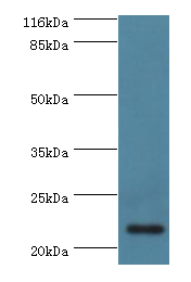 C8G Polyclonal Antibody