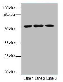 CASP2 Polyclonal Antibody