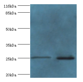 TESC Polyclonal Antibody