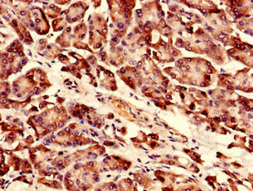 Immunocytochemistry analysis of human pancreatic tissue using RPLP0 Polyclonal Antibody at dilution of 1:100.